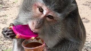 Monkey Munchies