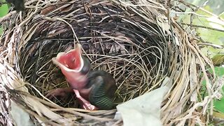 Tiny Baby Birds Growing Safely in Their Cozy Nest 🐣🌿
