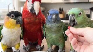 Comedy video 2 4