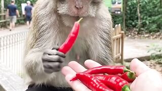Comedy video 3 3