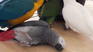 Parrot comedy