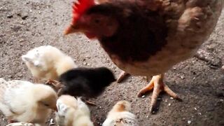 Mother Hen Feeding Her Adorable Baby Chicks 🐔🐣❤️
