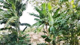 Kebun 4
