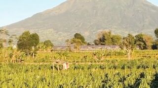 Green tobacco field with scenic mountain background under clear blue sky