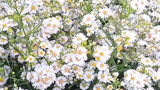 Beautiful Dense Field of Small White Daisy Flowers with Yellow Centers Blooming in Spring Garden