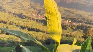 Green tobacco plants with majestic mountain background at golden hour
