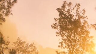 Sunlight filtering through misty pine forest at golden hour sunrise