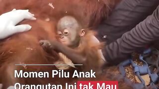 Kebakaran hutan 4