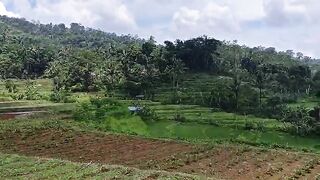 Beautiful Green Rice Terrace Paddy Field with Village Houses in Lush Tropical Hills