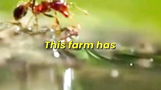 Ants Build Rafts to Survive Floods