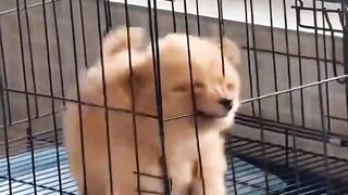 You WON'T Stop Laughing! 😂🐶🐱 Cutest Pets Doing the Funniest Things!