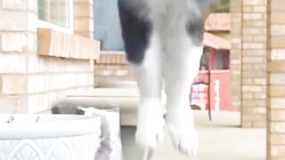Chaos Gremlins Alert! 😹💥 Funniest Dogs & Cats of the Year 😂🐕