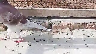 Beautiful Pigeon 4