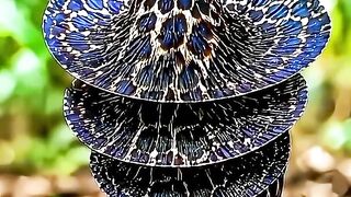 Stunning colors and soothing sounds true masterpieces of natur