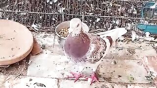 Beautiful pigeon 4