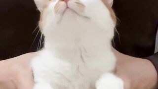 funny cat 142
