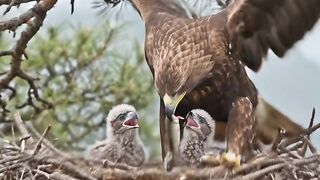 Mother Eagle Feeding Her Hungry Babies In Nest - Heart Touching Emotional Story Part 4