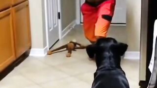 Funniest Pets EVER! 😂🐶🐱 You'll Die Laughing At These Cute Animals!