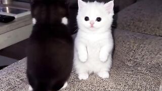 Kittens are showing of there dancing sills at home