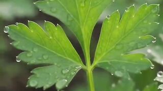 SALSINHA: VOCÊ SABIA QUE ESSE TEMPERO TEM TANTOS NUTRIENTES?