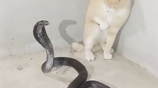 King Cobra vs cat_720p.mp4