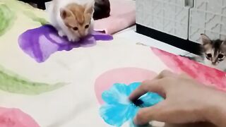 My baby cat playing