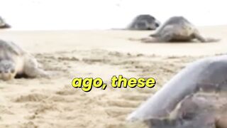 50,000 Turtles Race Against Time