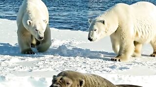 Animal bear