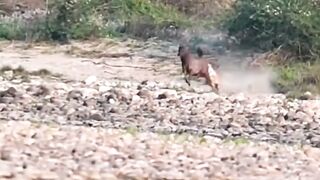 Os leões possuem corpo robusto, pelagem curta de cor areia e um tufo preto na ponta da cauda.