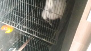 burung kakak tua