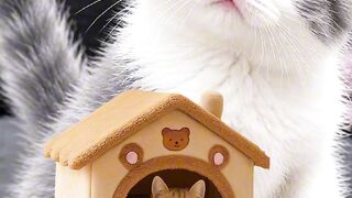Home Sweet Meow-me 🤍
