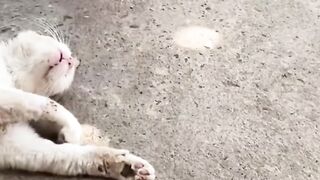 Cat and Pigeon Have a Funny Unexpected Encounter!
