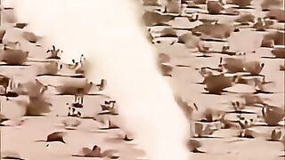 Desert Bird With A Running Speed Of 360 Km/H👏👏🚗