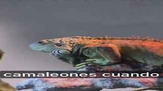 ¿por qué los camaleones cambian de color?