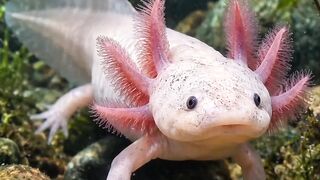 This Animal Can Regrow Its Limbs 🤯