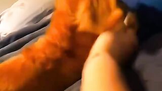 🤣 Try NOT to Laugh! Funniest Animals Compilation EVER! 😂🐶🐱