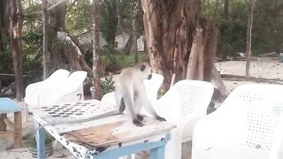 Zaga bezz mombasa kenya
