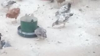 African local chicken