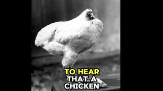 The Chicken That Lived for 18 Months Without a Head! 🐔 (The True Story of Mike)