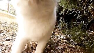 As aventuras do meu gato