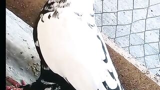 beautiful pigeon 2