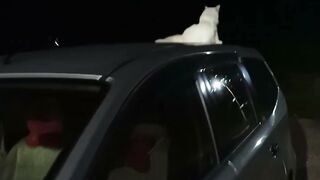 Cute cat 150