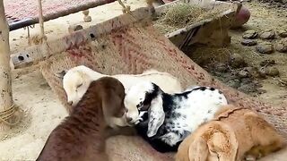 Goat Fun