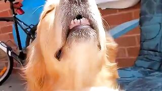 Golden retriever's epic sunbaysession