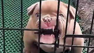 Pitbull 🐕 transition