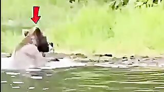 The bear 🐻 caught a fishing 🦦