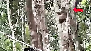 The monkey 🐒🐵 chase the wrong gibbons ✨💖🐒
