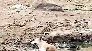 Dog 🐕 runs away but this fearless cat 😺💠 steak 🥩