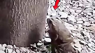 The 🐸 frogs shortcat backfire 👑😍🐸