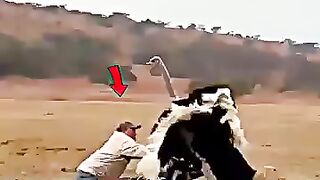 This ostrich got a lesson it won't forget ✨💖👑